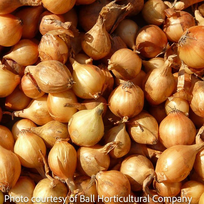 Bulb Shallots Yellow Golden Gourmet 15/pk