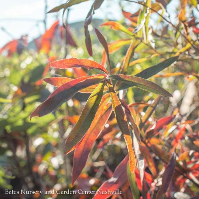 #30 Quercus phellos/ Willow Oak Native (TN)