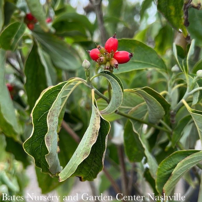 #5 Cornus florida Appalachian Snow/ Flowering White Dogwood Native (TN)