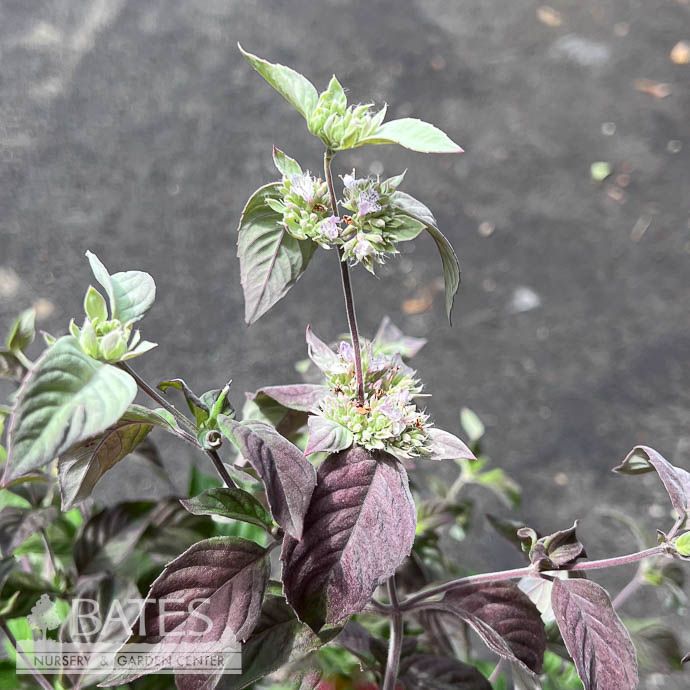#1 Pycnanthemum x incanum 'Smokey Mountain'/ Mountain Mint