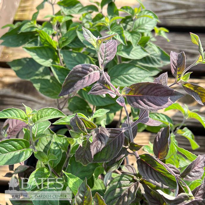 #1 Pycnanthemum x incanum 'Smokey Mountain'/ Mountain Mint