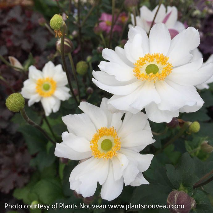 #1 Anemone Fantasy 'Snow Angel' / White Japanese