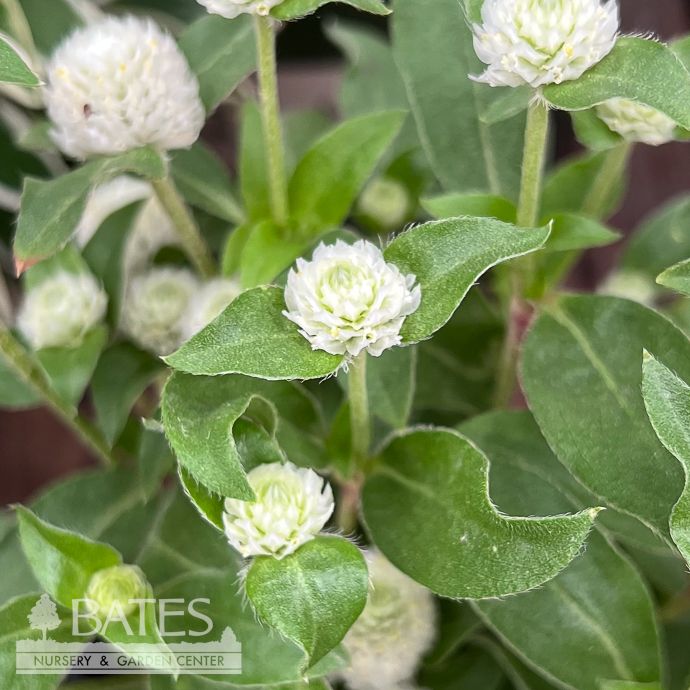 Tropical #1 Gomphrena Gnome White/ Globe Amaranth - No Warranty