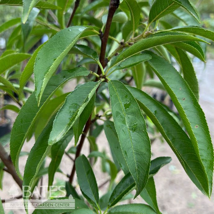 Edible #5 Prunus persica/ Self-fertile Donut Peach