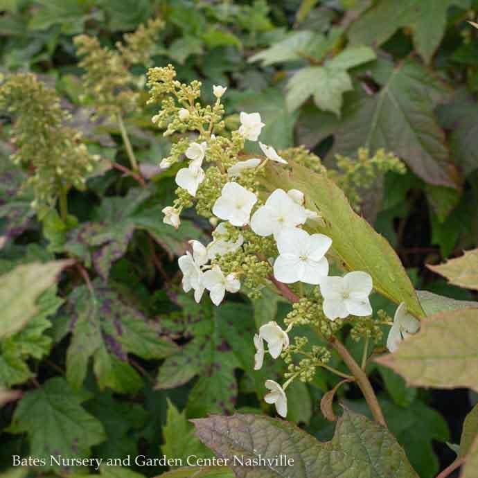 #5 Hydrangea quer Alice/ Oakleaf Native (TN)