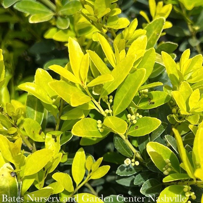 #3 Ilex cren Hoogendorn GOLDEN/ Compact Japanese Holly (male)