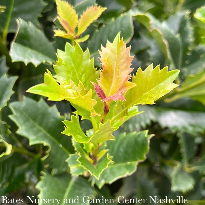 #15 Ilex x My Lady/ Purple Holly