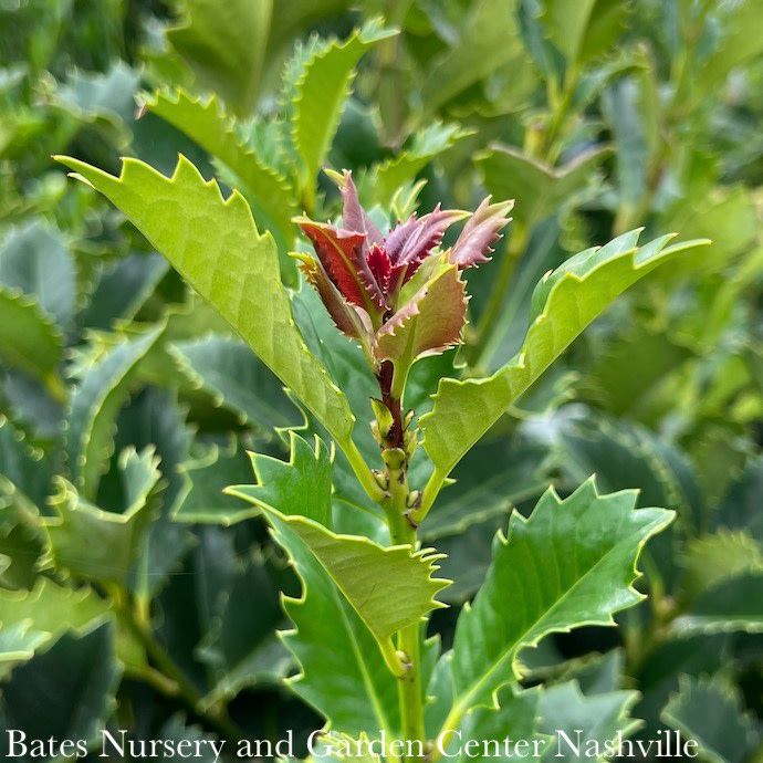 #15 Ilex x My Lady/ Purple Holly