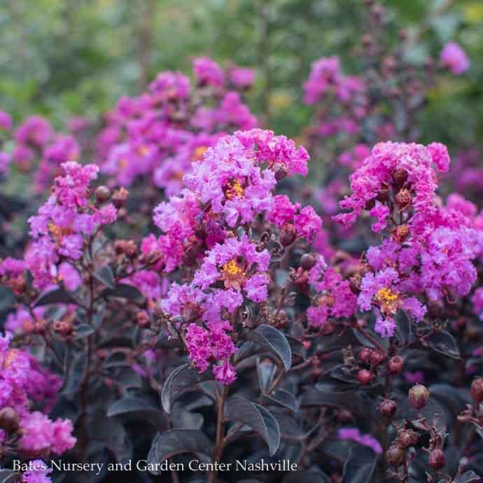 #15 Lagerstroemia Black Diamond 'Purely Purple'/ Crape Myrtle