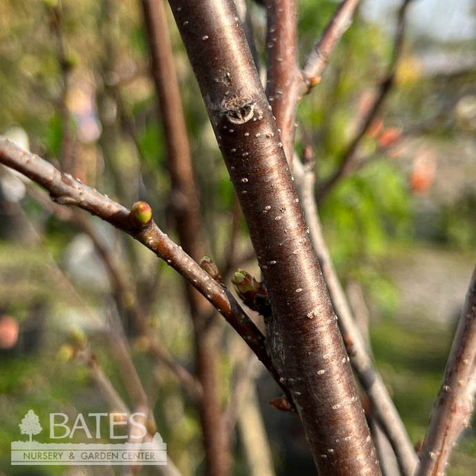 Edible #5 Prunus Montmorency/ Semi-Dwarf Sour/Tart Cherry - No Warranty