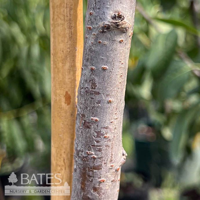 Edible #7 Prunus Rainier/ Cherry - No Warranty