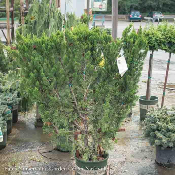 Topiary Espalier #5 Juniperus chin Torulosa/ Upright Hollywood Chinese Juniper