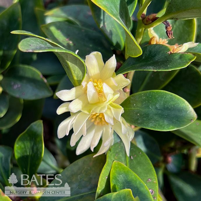 #2 Illicium ani Plumshine/ Japanese Anise Tree