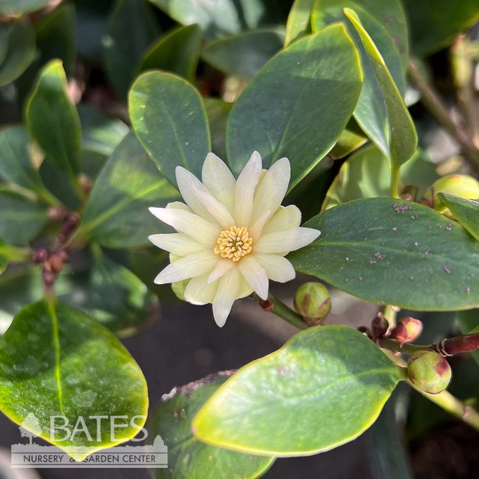 #2 Illicium ani Plumshine/ Japanese Anise Tree