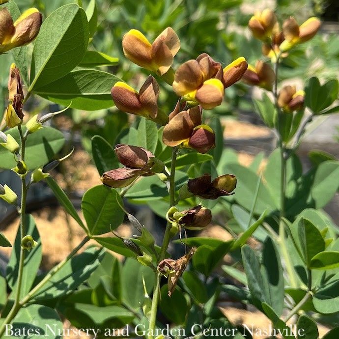 #2 Baptisia x PW Decadence 'Cherries Jubilee'/ False Indigo