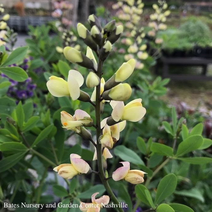 #2 Baptisia x PW Decadence Deluxe 'Pink Lemonade'/ False Indigo