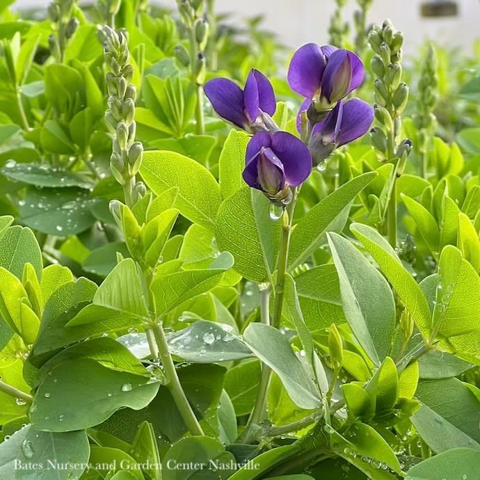 #2 Baptisia x PW Decadence 'Sparkling Sapphires'/ Purple False Indigo