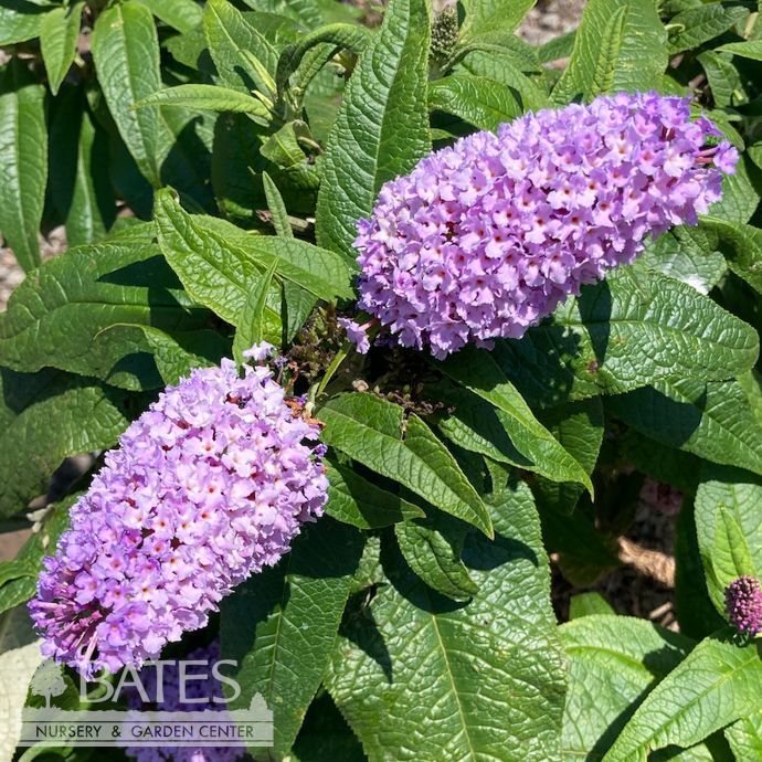 #2 Buddleia x PW Pugster 'Amethyst'/ Dwarf Purple Butterfly Bush