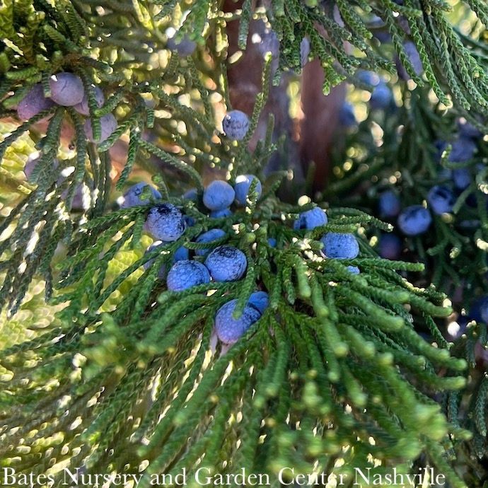 #7 Juniperus virg Canaertii/ Upright Eastern Red Cedar Native (TN)
