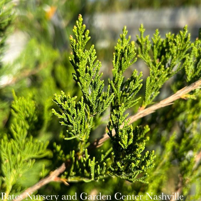 #7 Juniperus virg Canaertii/ Upright Eastern Red Cedar Native (TN)