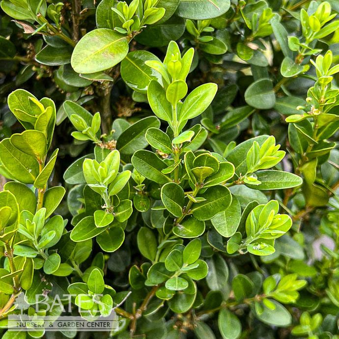 #3 Buxus semp Green Pillar/ Columnar Boxwood
