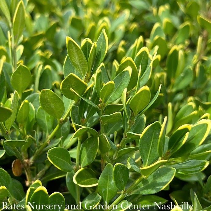 #5 Buxus x Green Velvet/ Boxwood