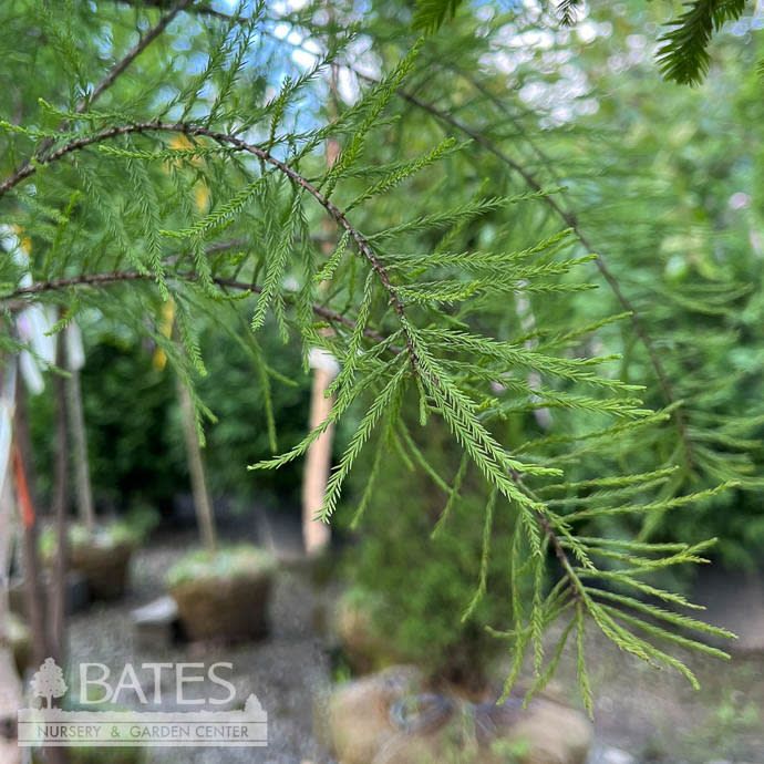 #7 Taxodium dist Shawnee Brave/ Bald Cypress