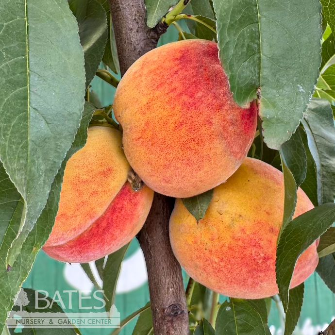 Edible #5 Prunus persica Redhaven/ Semi-dwarf Self-fertile Peach EARLY