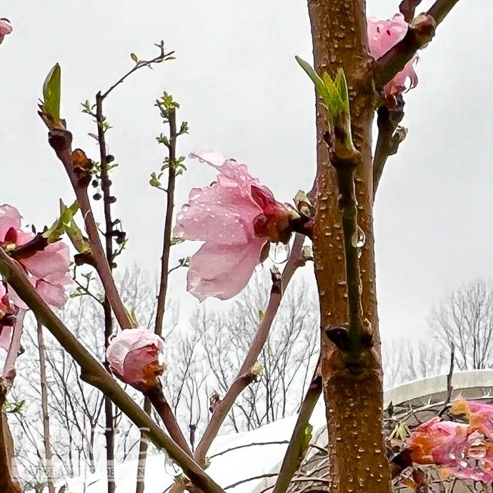 Edible #5 Prunus Flavortop/ Freestone Nectarine