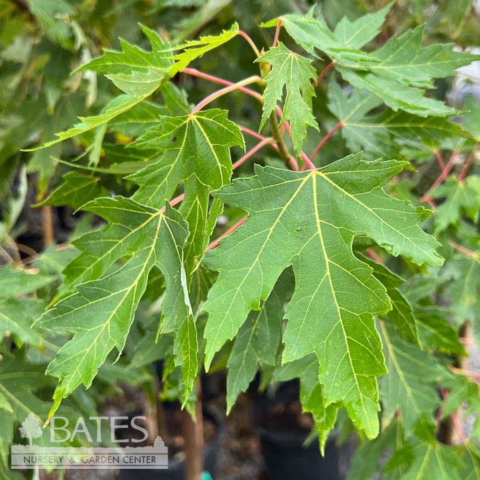 #15 Acer x free Autumn Fantasy/ Red Maple