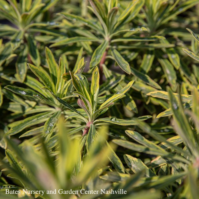QP Euphorbia x martinii Ascot Rainbow/ Spurge