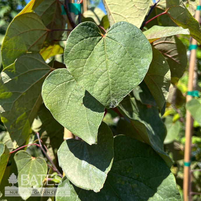 #5 Cercis can Hearts A'fire/ Redbud Native (TN)