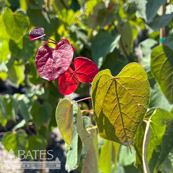 #5 Cercis can Hearts A'fire/ Redbud Native (TN)