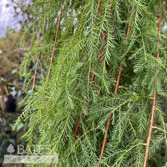 #7 Taxodium dist Falling Waters/ Weeping Bald Cypress