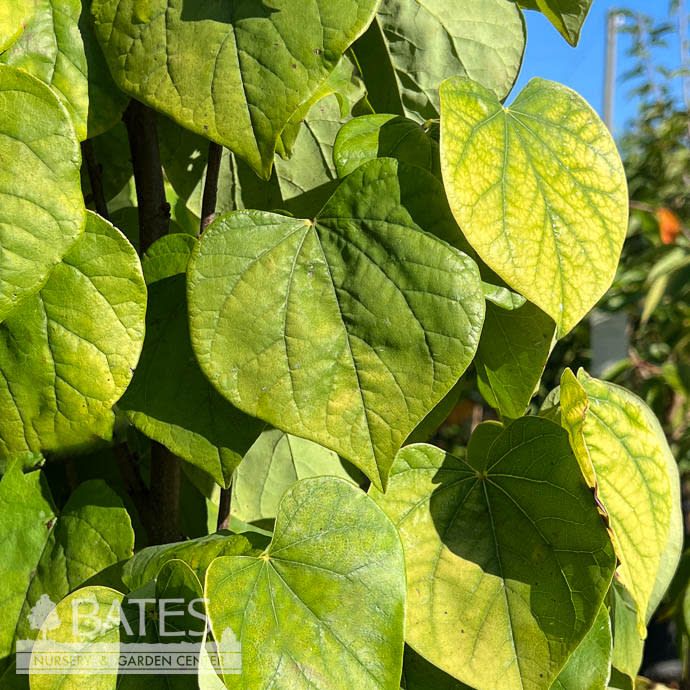 #7 Cercis can Rise 'N Shine/ Lavender Redbud Native (TN)