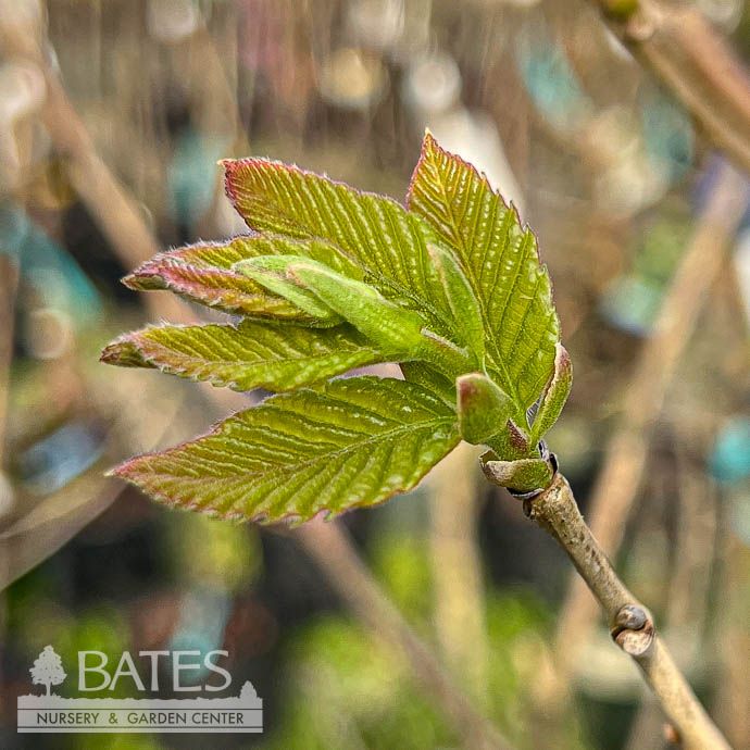 Edible #7 Castanea mollissima/ Chinese Chestnut