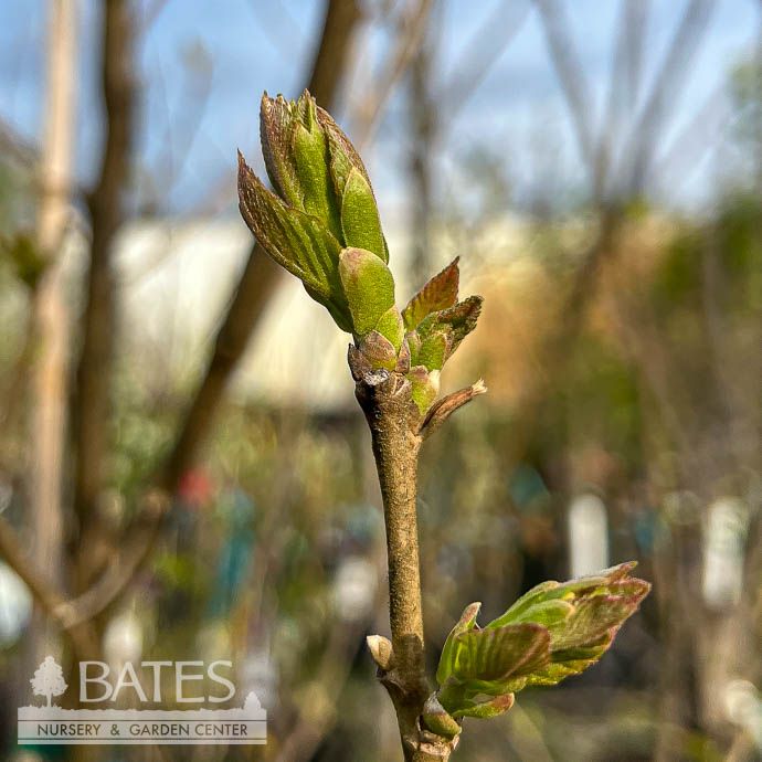 Edible #3 Castanea mollissima/ Chinese Chestnut