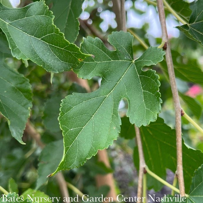#15 Morus alba Chaparral/ Fruitless Dwarf Weeping White Mulberry