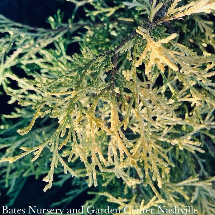 #5 Chamaecyparis pis Lemon Thread/ Threadleaf Falsecypress
