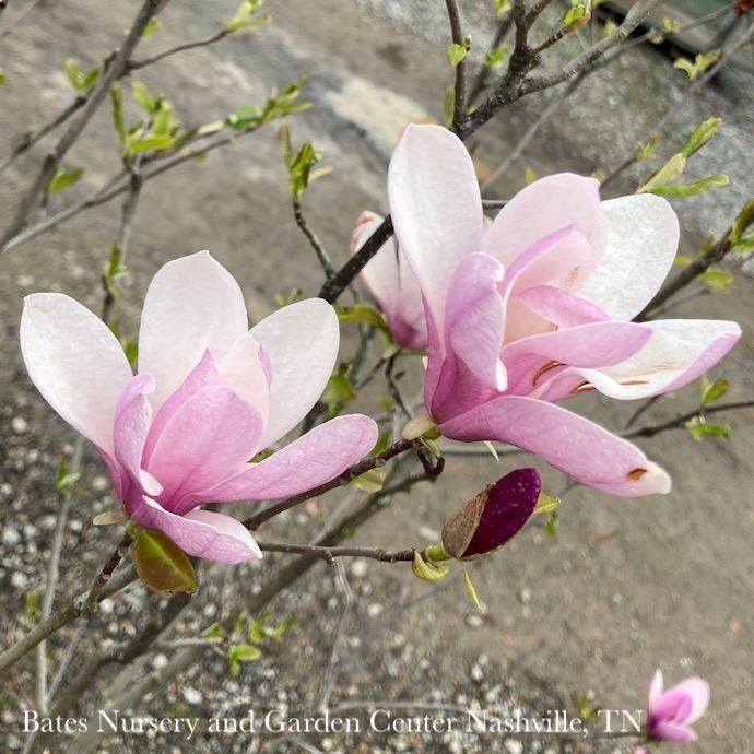 #7 Magnolia x soulangeana/ Deciduous Pink Saucer