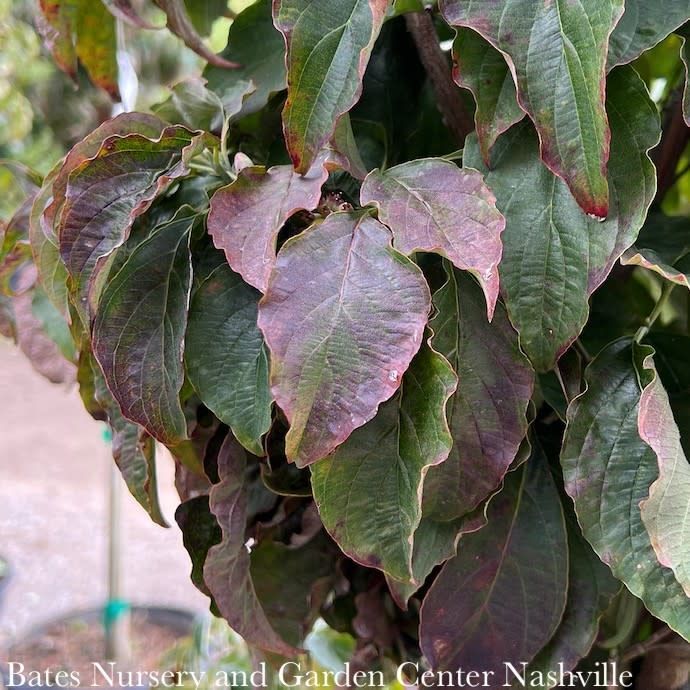 #5 Cornus florida Ragin' Red/ Flowering Dogwood Native (TN)