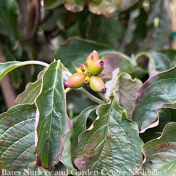 #5 Cornus florida Ragin' Red/ Flowering Dogwood Native (TN)