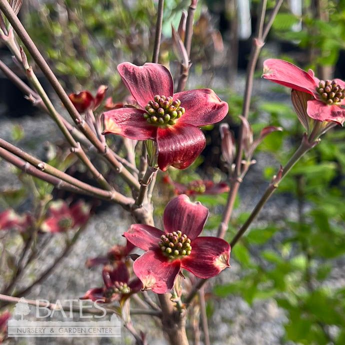 #5 Cornus florida Ragin' Red/ Flowering Dogwood Native (TN)