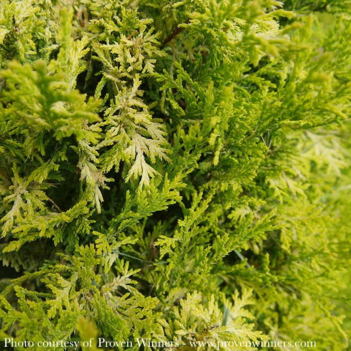 #5 Chamaecyparis pis PW Soft Serve 'Gold'/ Falsecypress