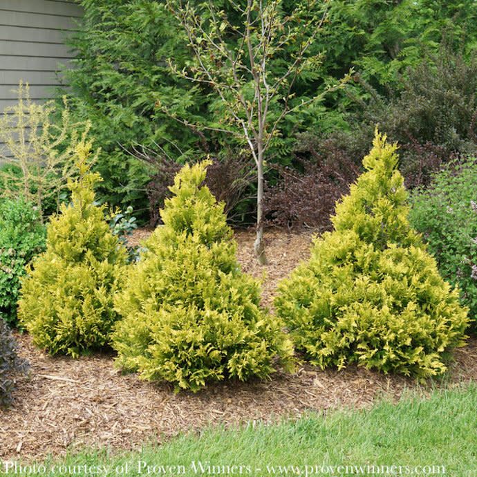 #5 Chamaecyparis pis PW Soft Serve 'Gold'/ Falsecypress