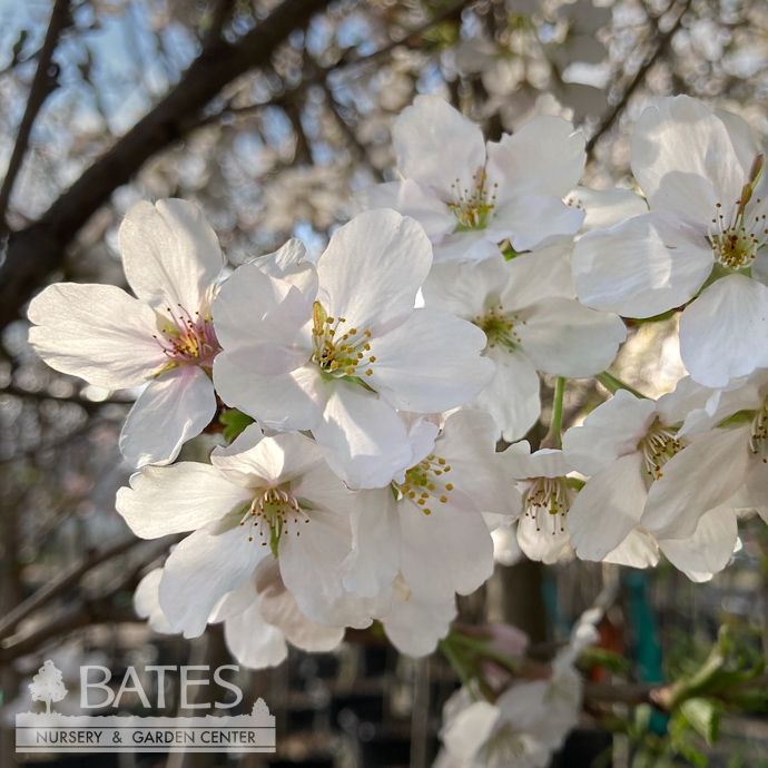 #5 Prunus x yedoensis/ Yoshino Flowering Cherry