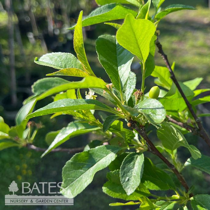 Edible #7 Prunus North Star/ Semi-dwarf Sour/Tart Cherry - No Warranty