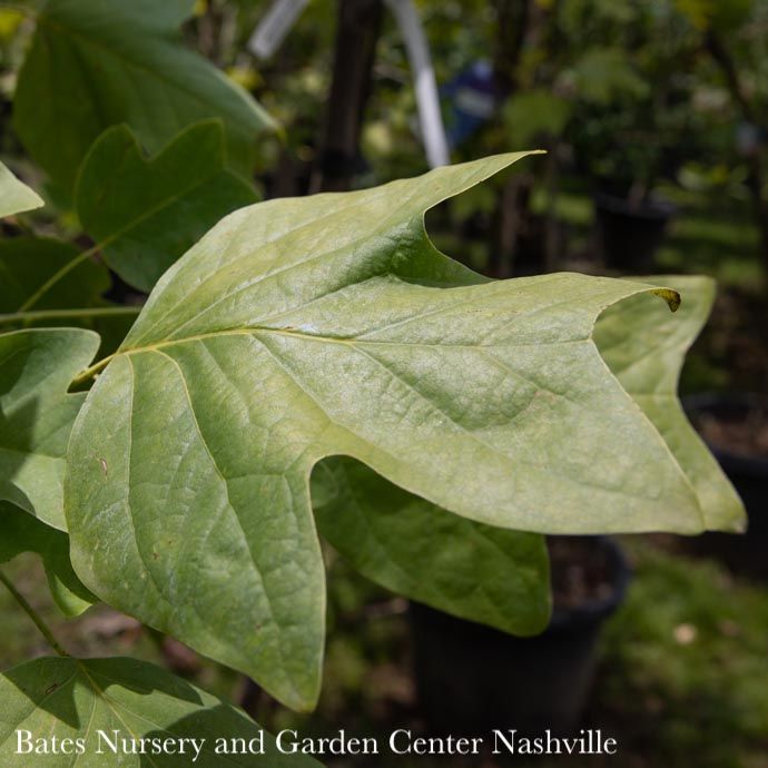 #5 Liriodendron tulipifera/ Tulip Poplar Native (TN)