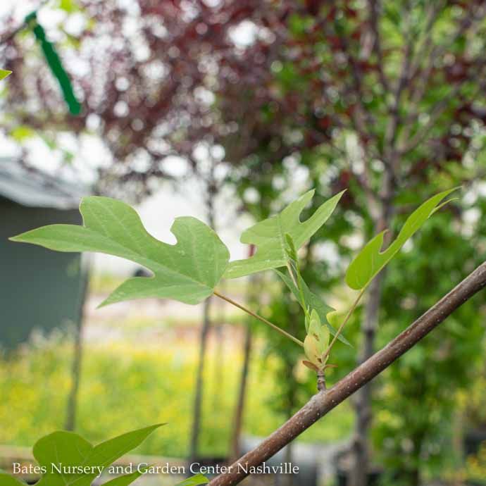 #5 Liriodendron tulipifera/ Tulip Poplar Native (TN)