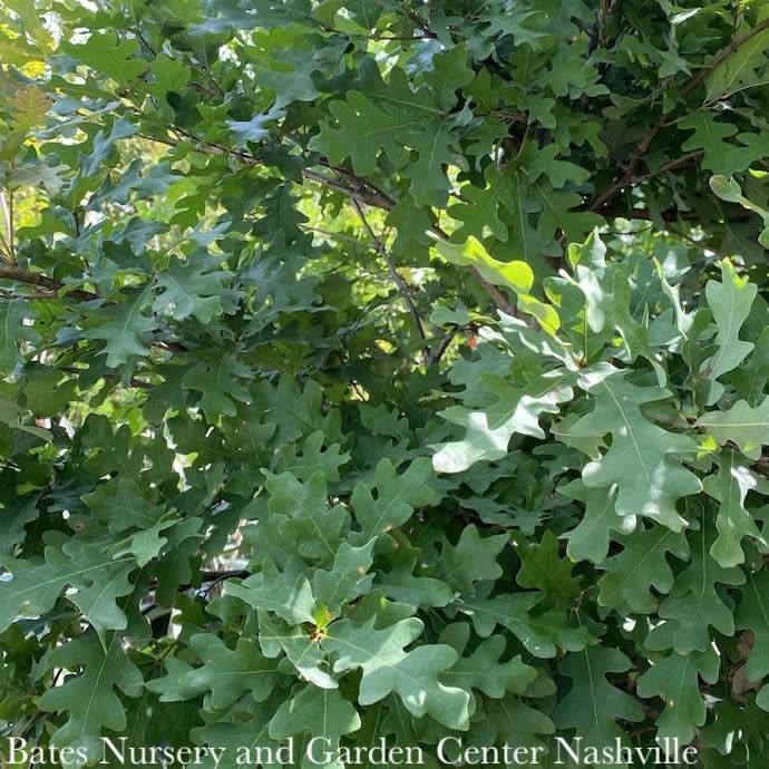 #7 Quercus alba/ White Oak Native (TN)